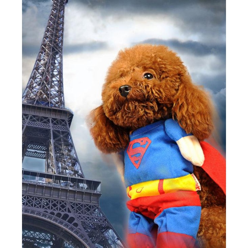 Pawsome Pet Couture: The Ultimate Dog Clothes Transformation