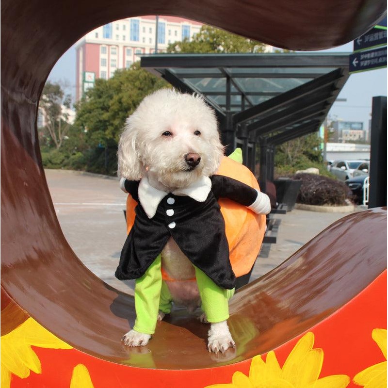 Spooky Pumpkin Pooch Costume