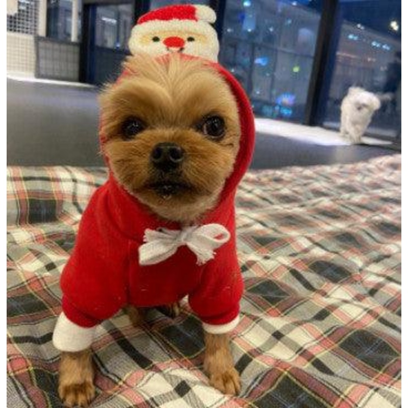 Festive Pet Holiday Sweater - Stylish Christmas Day Clothing For Pets