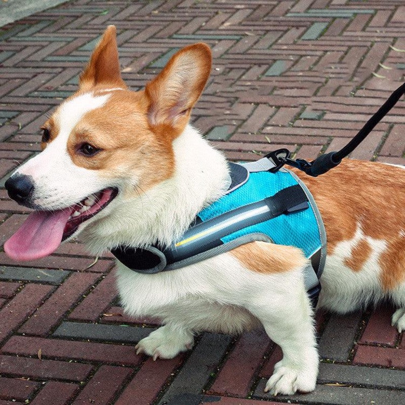 Durable Nylon Pet Dog Leash: The Perfect Companion For Walks And Adventures