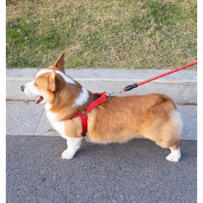 Reflective Pet Leash And Collar Set - Keep Your Furry Friend Safe And Stylish!