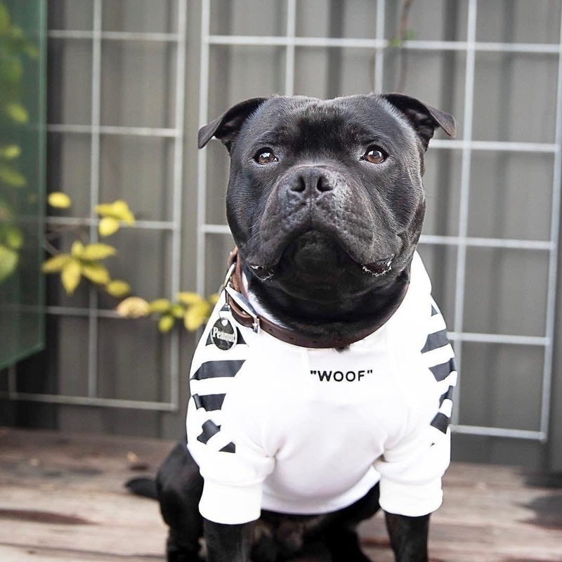 Cozy Canine Cotton Sweater With Extra Warmth