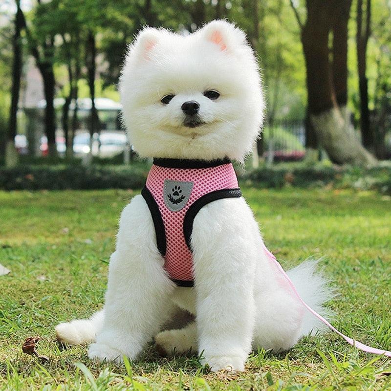 Pet Comfort Ride Leash And Seat Belt Combo