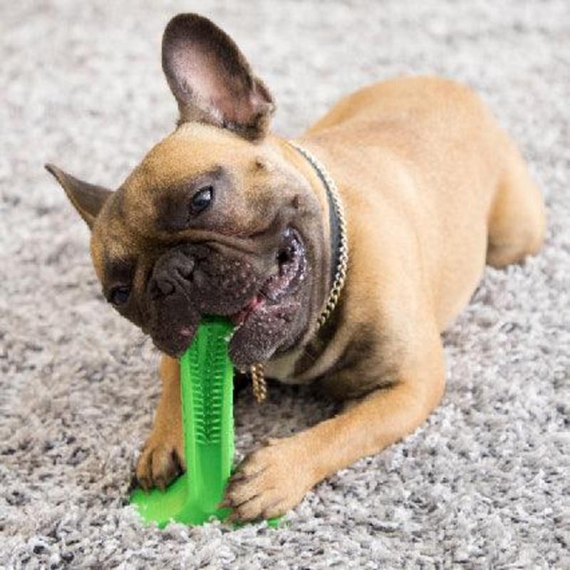 Pet Dental Care Buddy