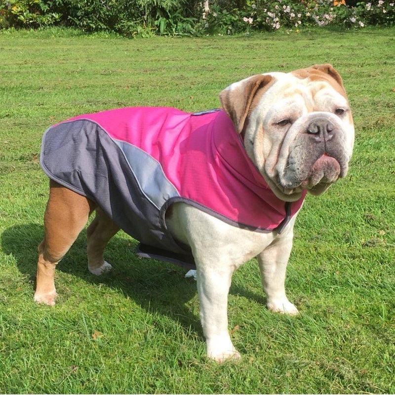 The Stylish Canine Rainmaster: Stay Dry In Fashion!