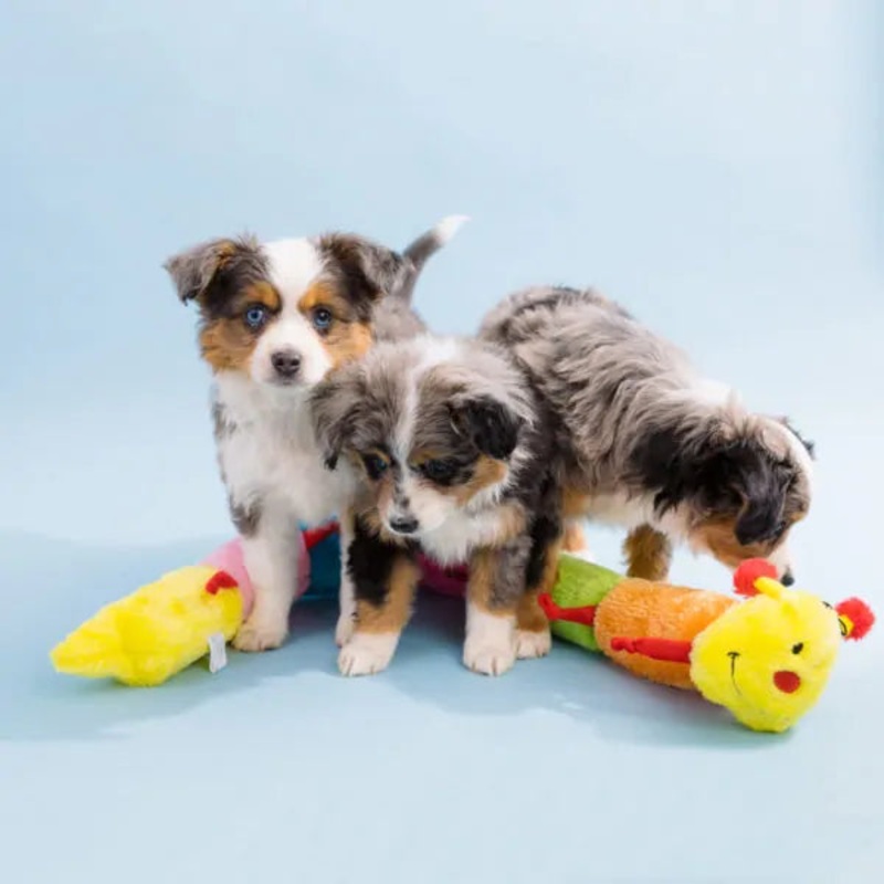 Zippy Paws- Caterpillar w/Squeakers