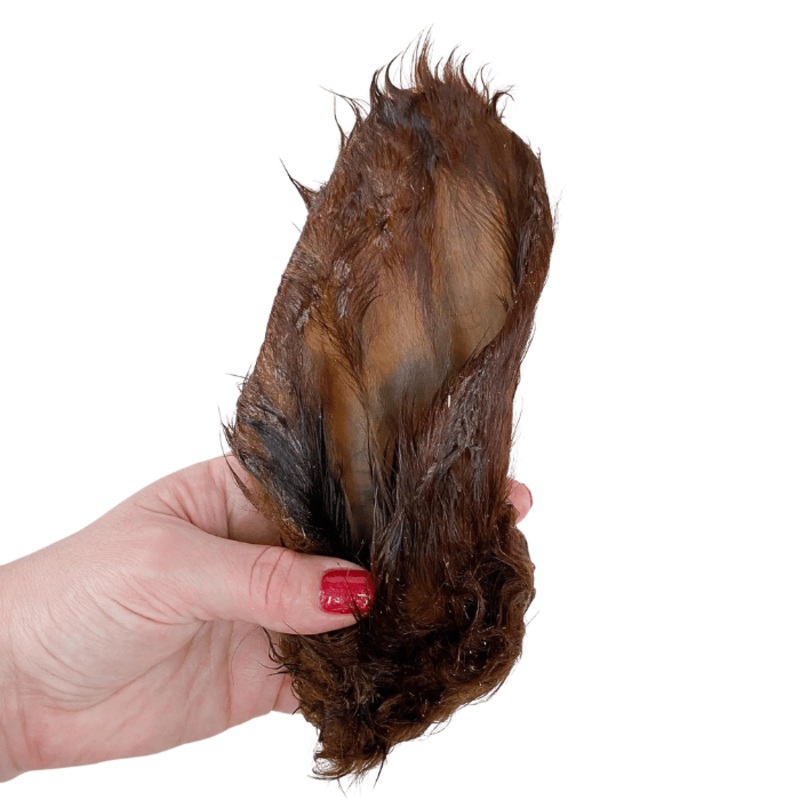 Oreille de boeuf poilue