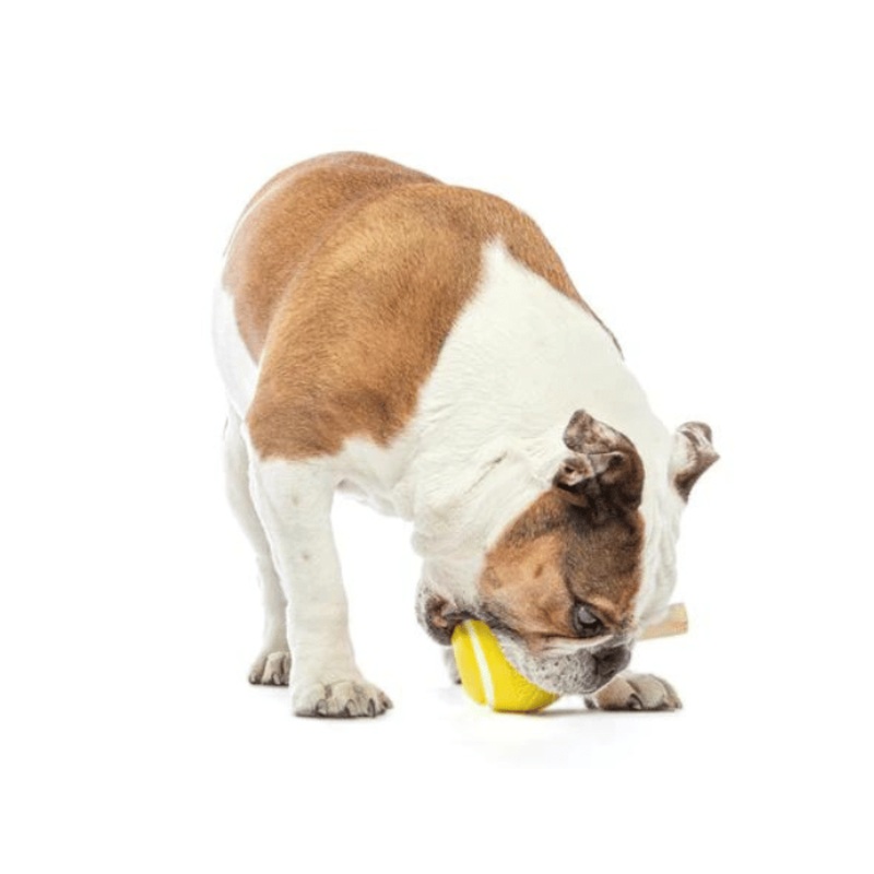 Jouet interactif - Guru Tennis Treat Ball