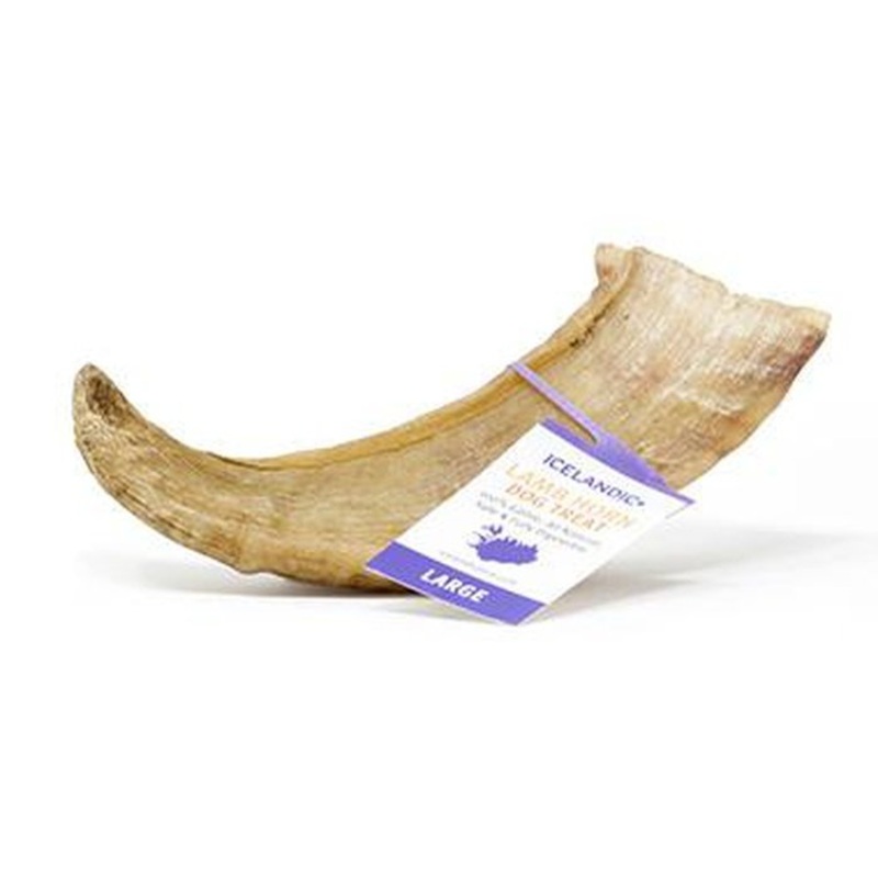 Corne d'agneau - Grande taille Icelandic+