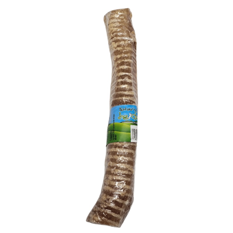 Trache de boeuf 12''