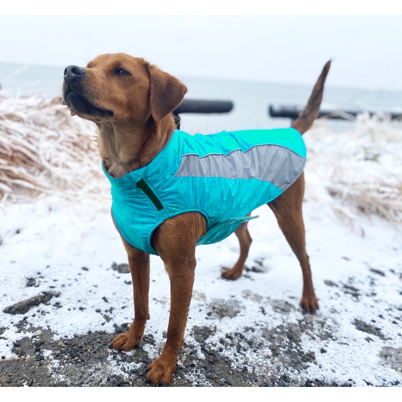 Bay Dog Saginaw Fleece XL AQUA Extra large 32-42"