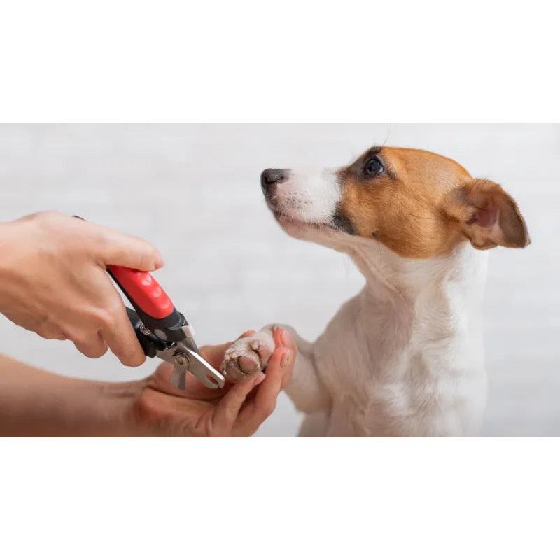 NAIL TRIMMING SERVICE